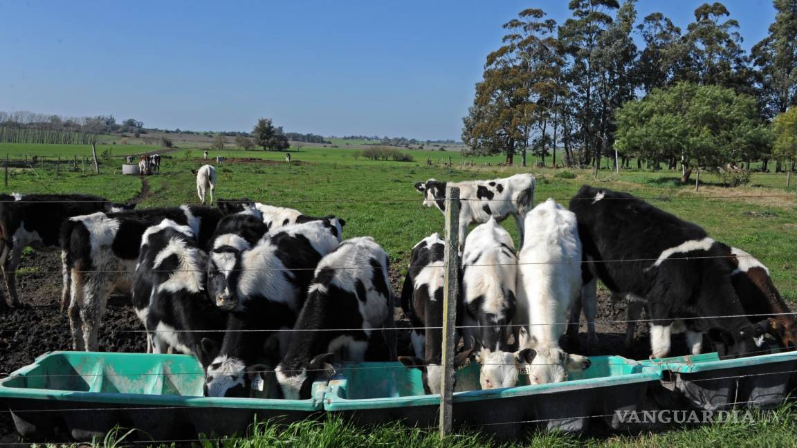Piden productores de leche a AMLO reactivar economía rural
