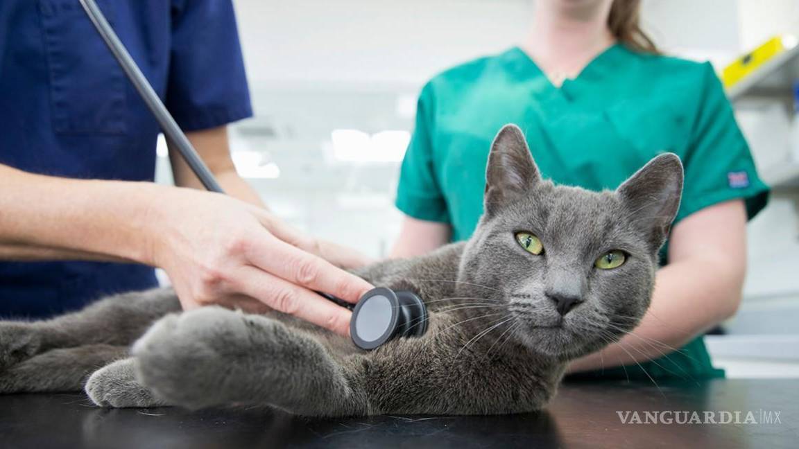 Coahuila: ¿Lo sabías? Este 8 de agosto es el Día Internacional del Gato; festéjalo llevándolo al veterinario