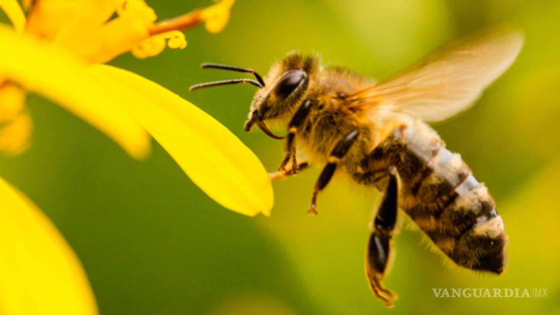 326 colonias de abejas murieron en el sureste de México en 2018