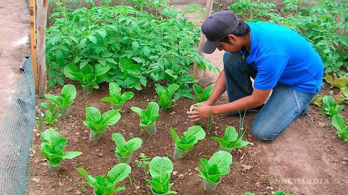 $!La muestra hortícola presentará productos y emprendimientos de la comunidad durante el evento.