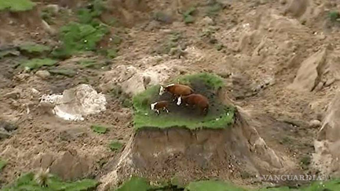 Vacas quedan varadas después de terremoto en N. Zelanda