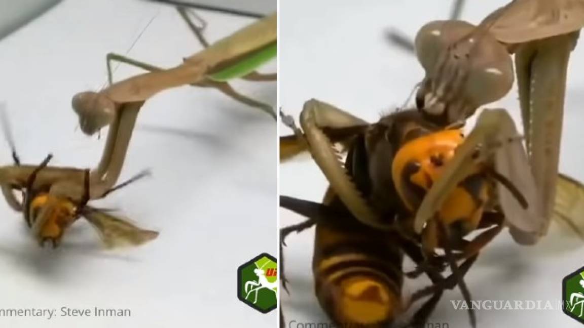 VIDEO: La mantis religiosa, depredadora de la &quot;avispa asesina&quot;
