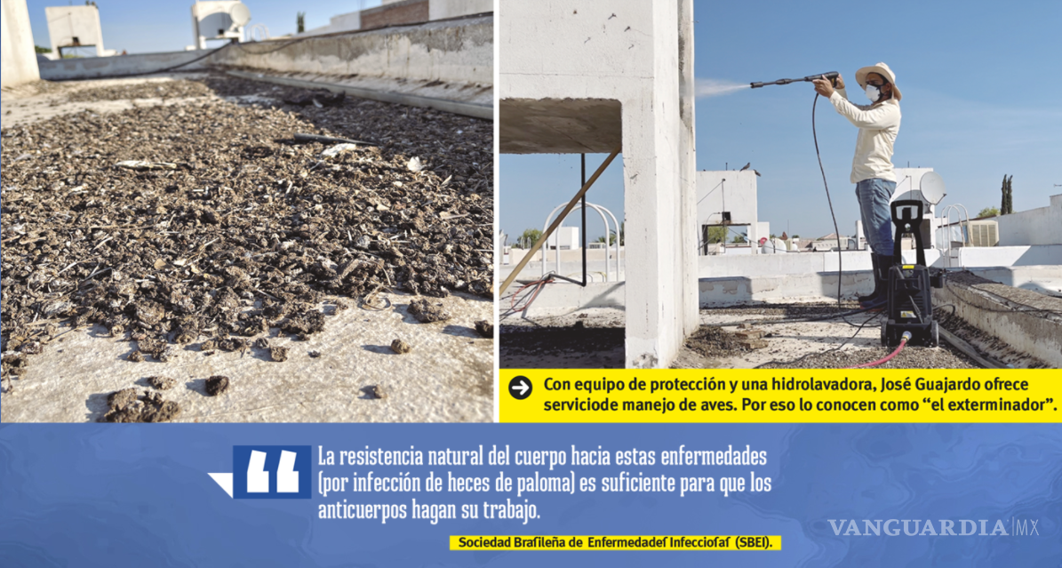 $!El ‘exterminador’ de palomas