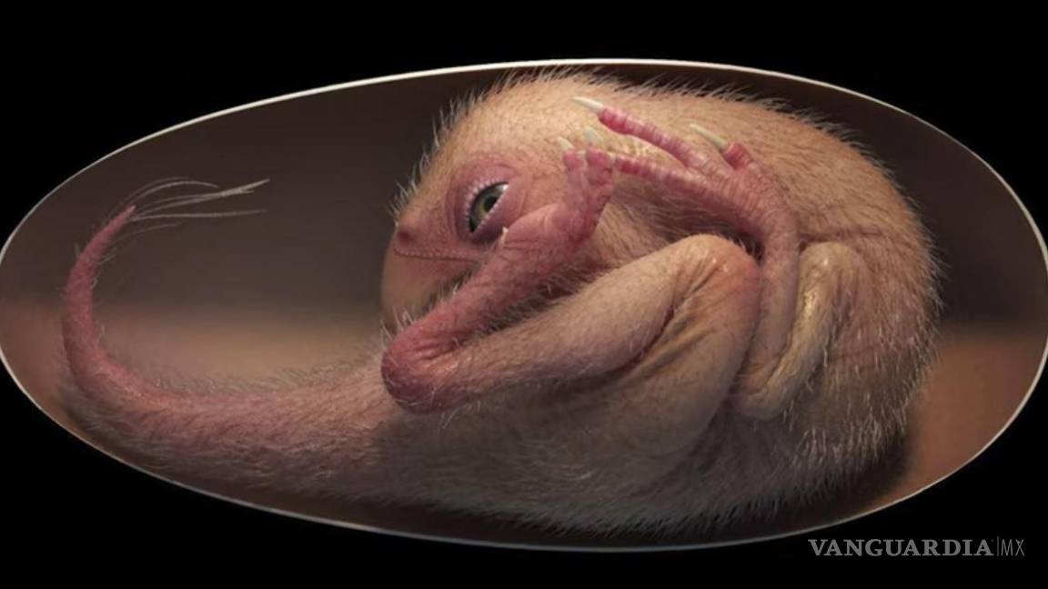 Encuentran un embrión de dinosaurio “exquisitamente conservado” en China
