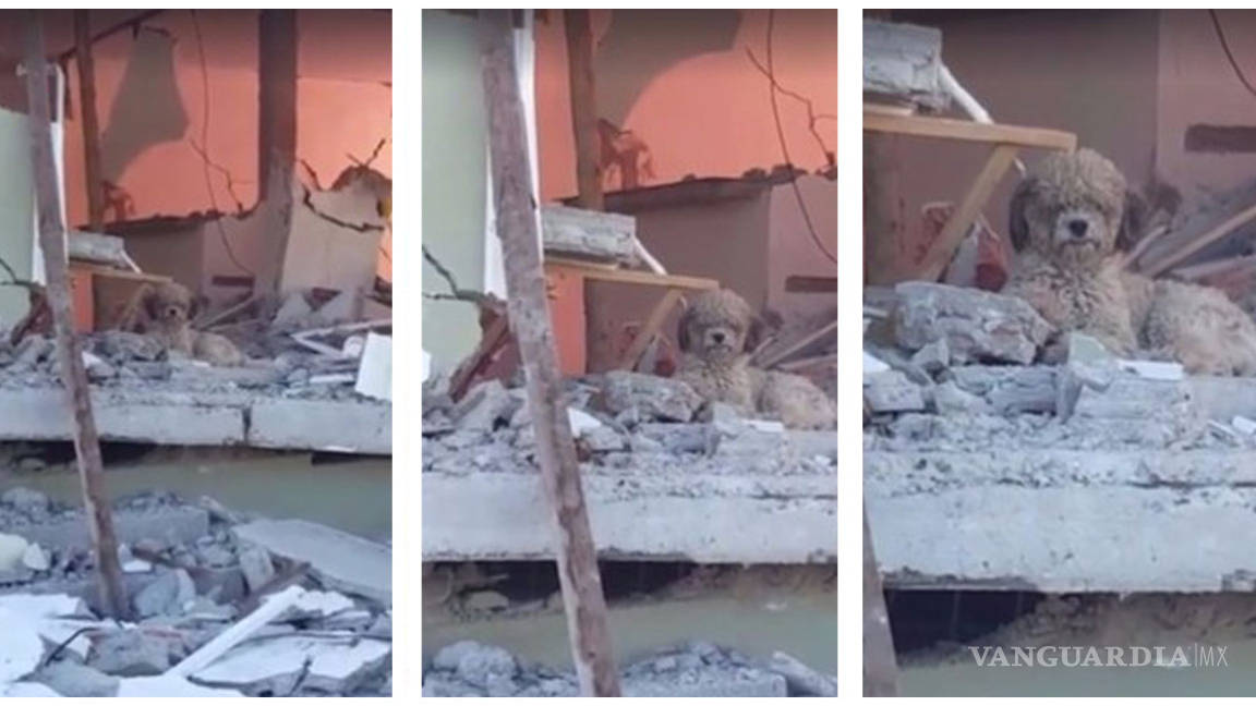 Perrito no deja su hogar tras muerte de dueños en terremoto de Ecuador (video)