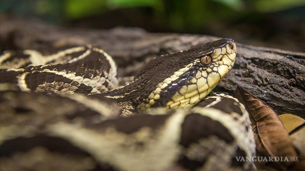 ¿Cura contra el COVID-19?... veneno de serpiente de Brasil frena al coronavirus