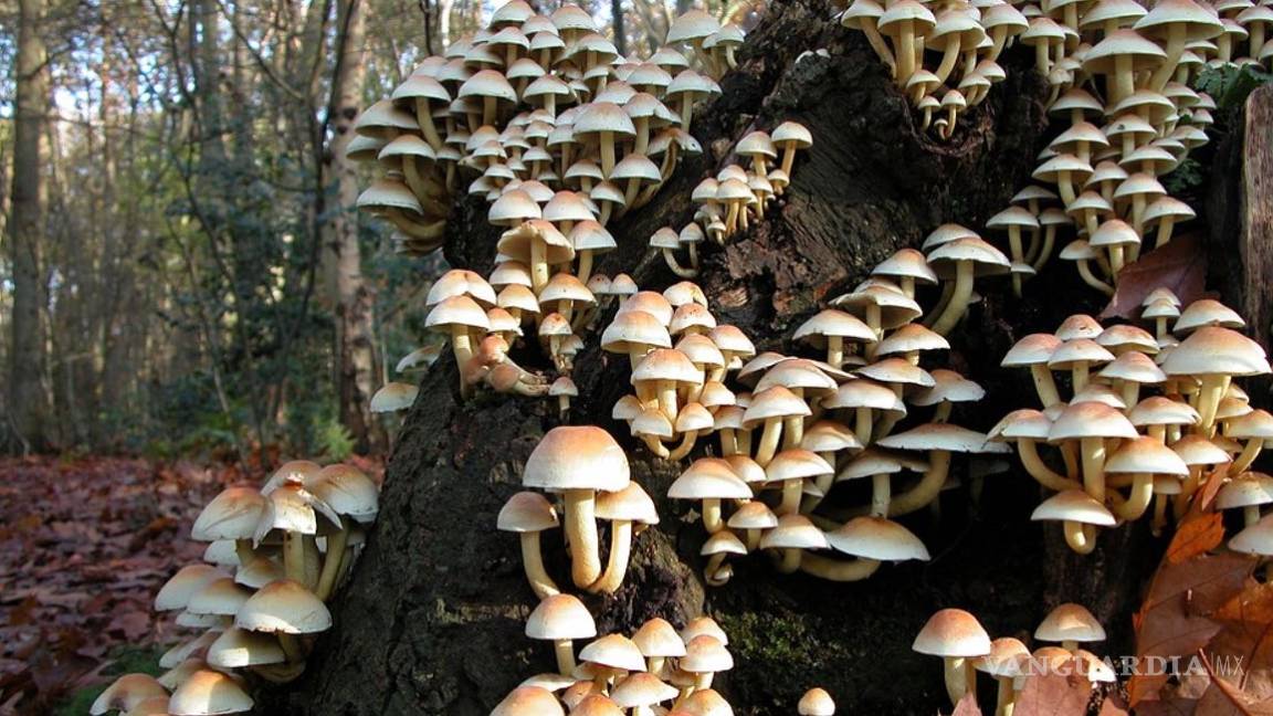 $!Para los pacientes con cáncer, una droga popular elimina el miedo a la muerte