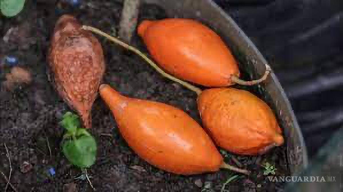 $!En las últimas décadas, la ibogaína se ha mostrado prometedora para tratar la adicción a los opiáceos.