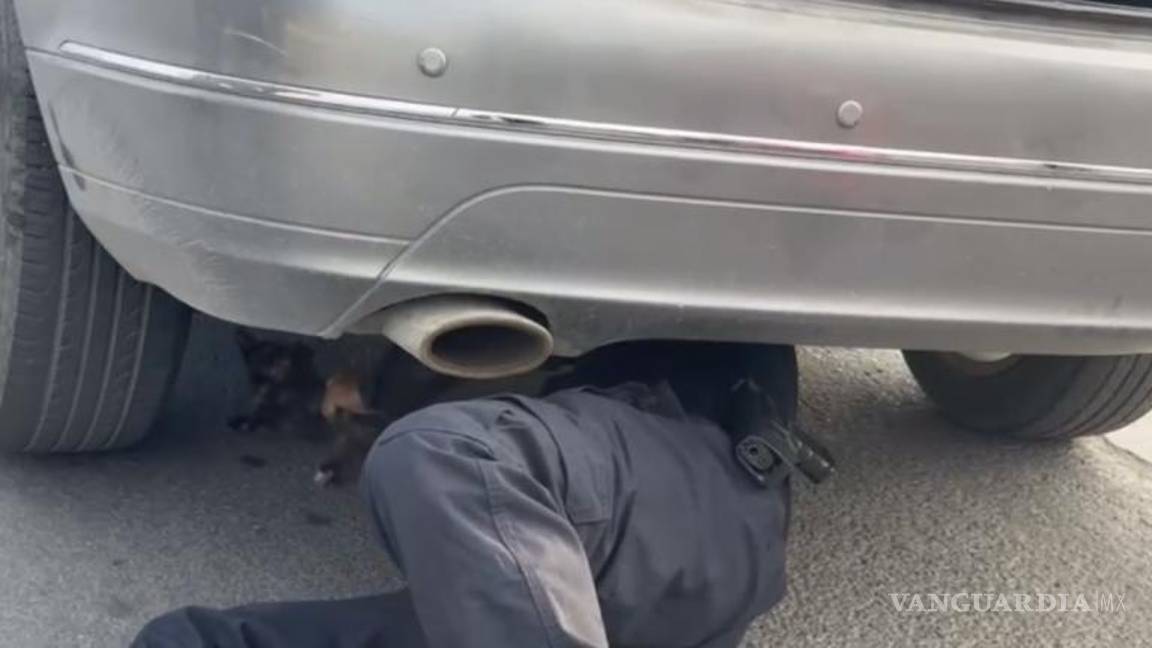 $!El minino fue trasladado a un albergue donde será cuidado y posteriormente ofrecido en adopción.