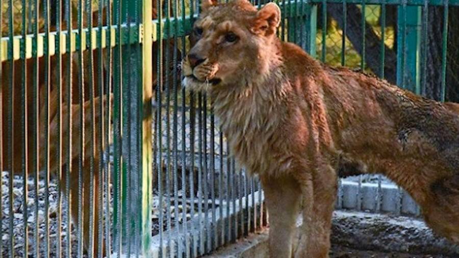 Liberan a leones maltratados de zoológico ilegal en Bulgaria