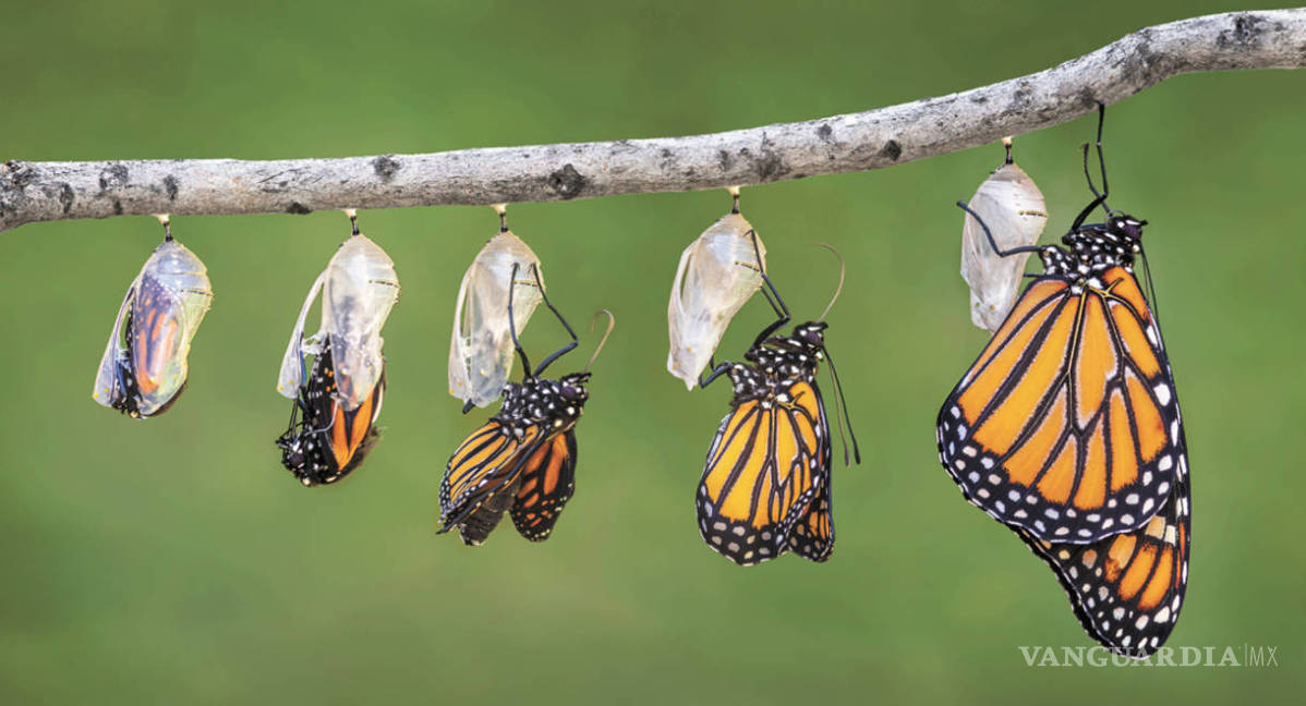$!Aumenta población de mariposa monarca en Michoacán