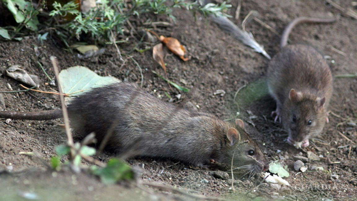 Alerta en EU por ratas agresivas y temerarias, por falta de comida