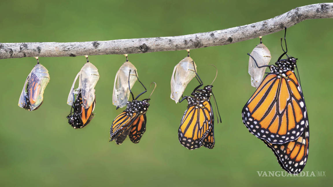 $!Aumenta población de mariposa monarca en Michoacán