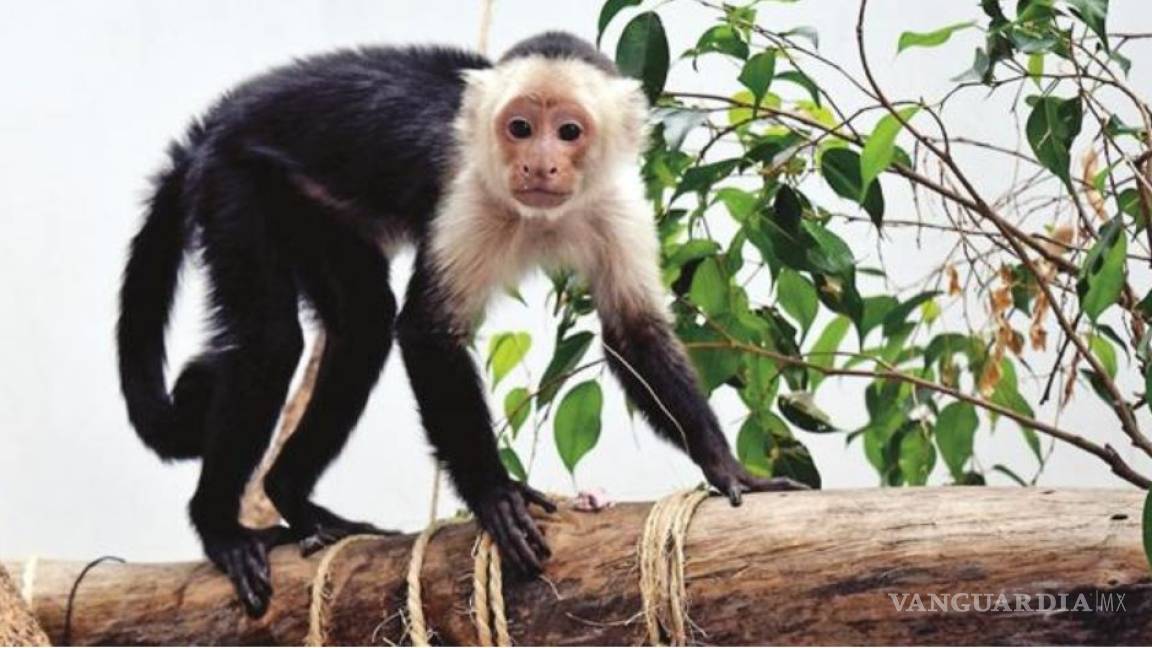 Mono capuchino vivirá en zoológico de Chapultepec