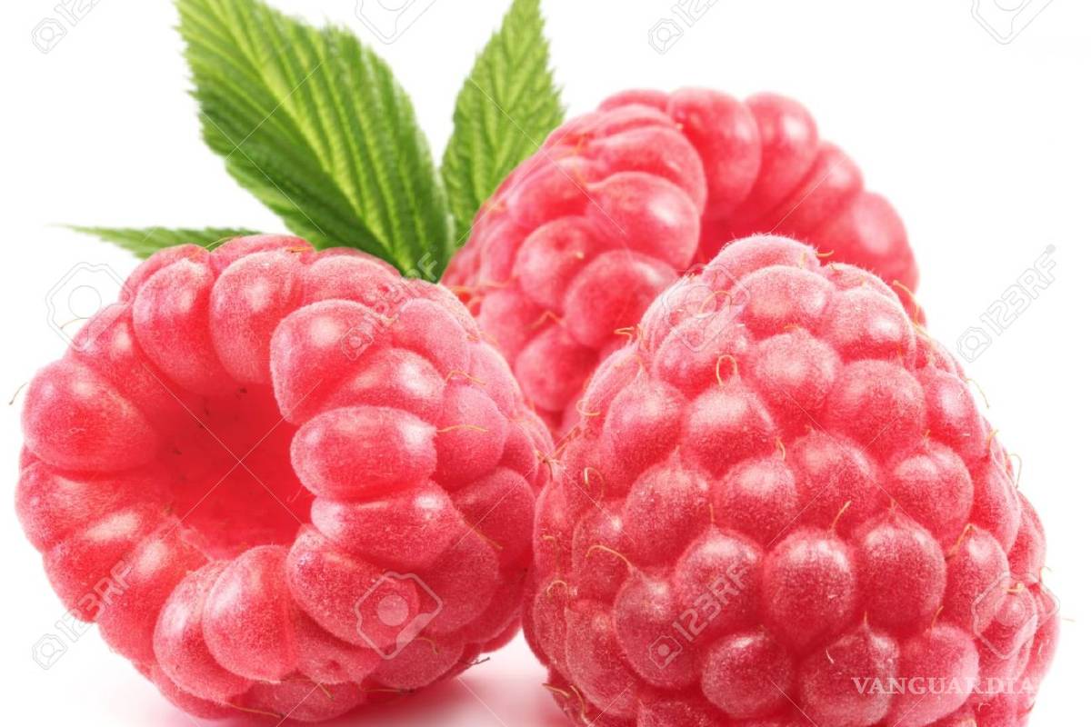 Mexicanos crean polvo de frambuesa para combatir adicción al tabaco