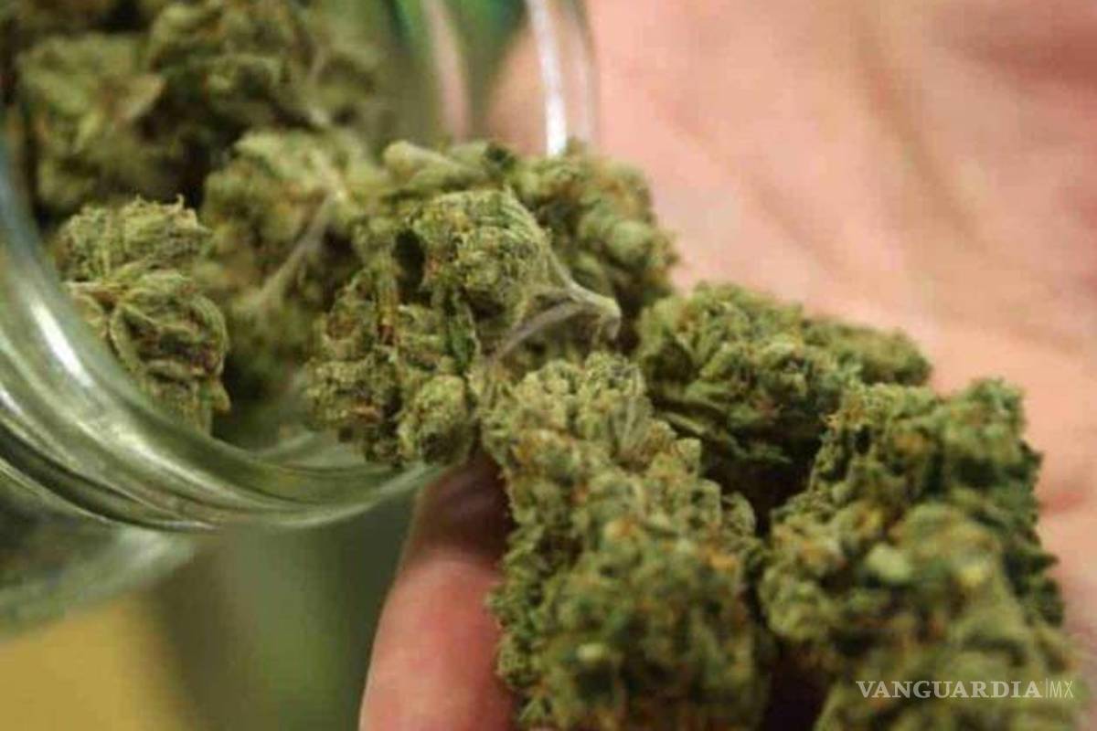 Aprueban en comisiones del Senado dictamen sobre uso lúdico de la mariguana