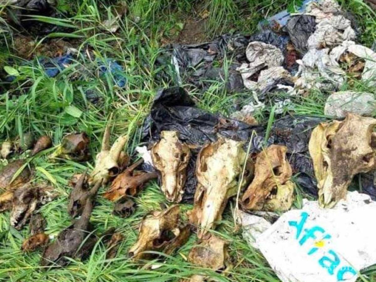 $!Encuentran cientos de cadáveres de mascotas en refugio animal, dueña los habría matado