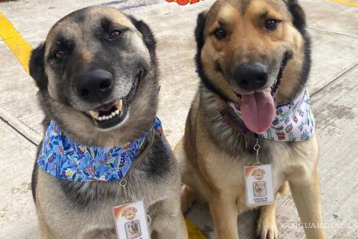‘Adobada’ y ‘Costilla’, los perros que ayudan en el restaurante donde se les rescató