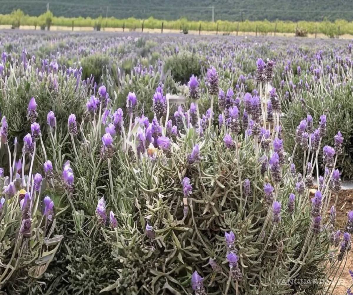 $!La decisión busca proteger las plantas y evitar daños al cultivo.