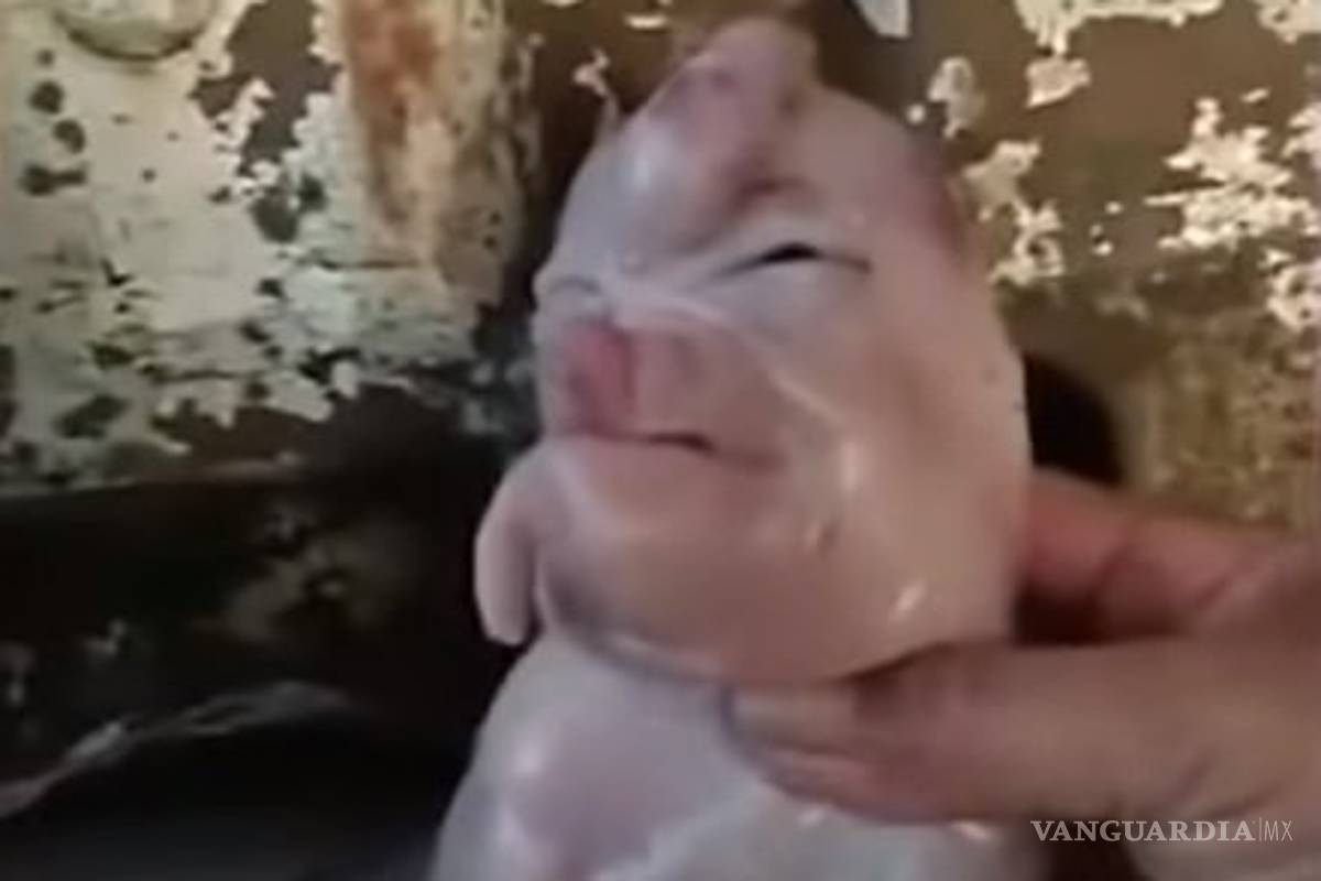 Nace cerdo 'mutante' que parece humano... y el internet enloquece