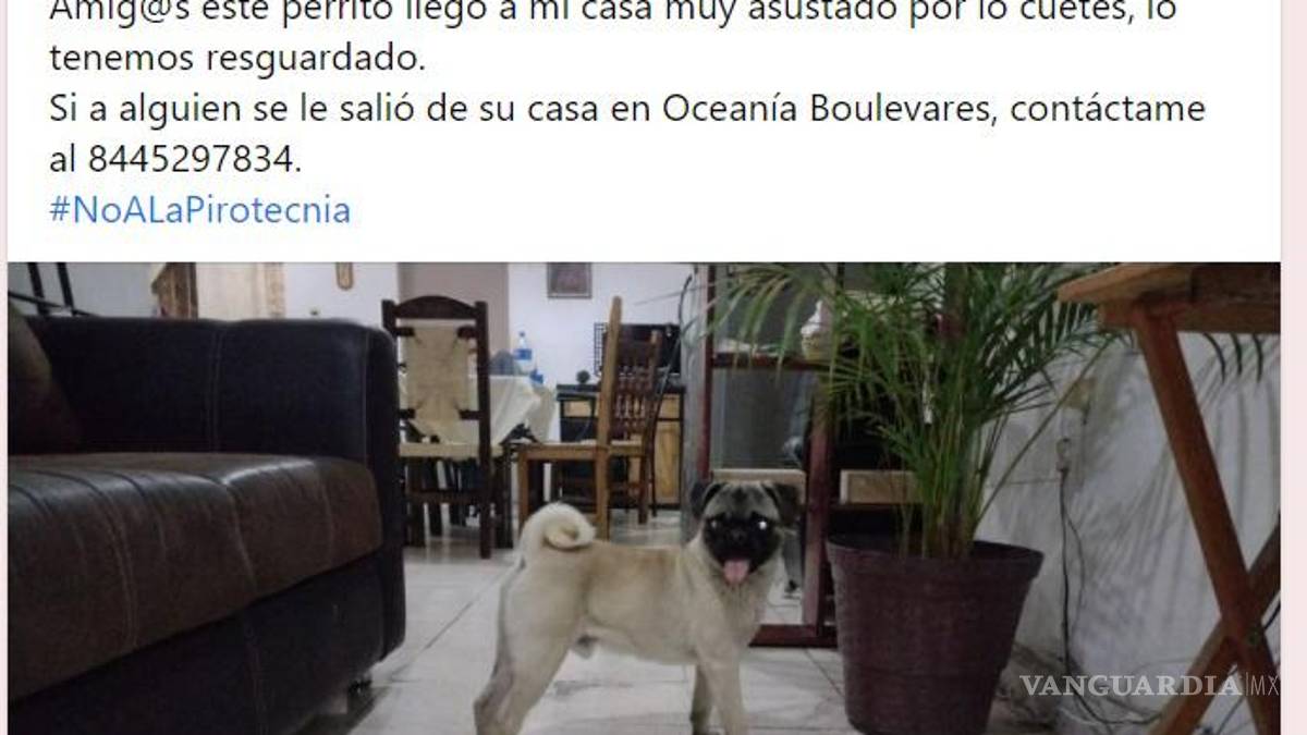 ¡Sin entender! Inicia Año Nuevo con perros extraviados y afectados por ruido de cohetes en Saltillo