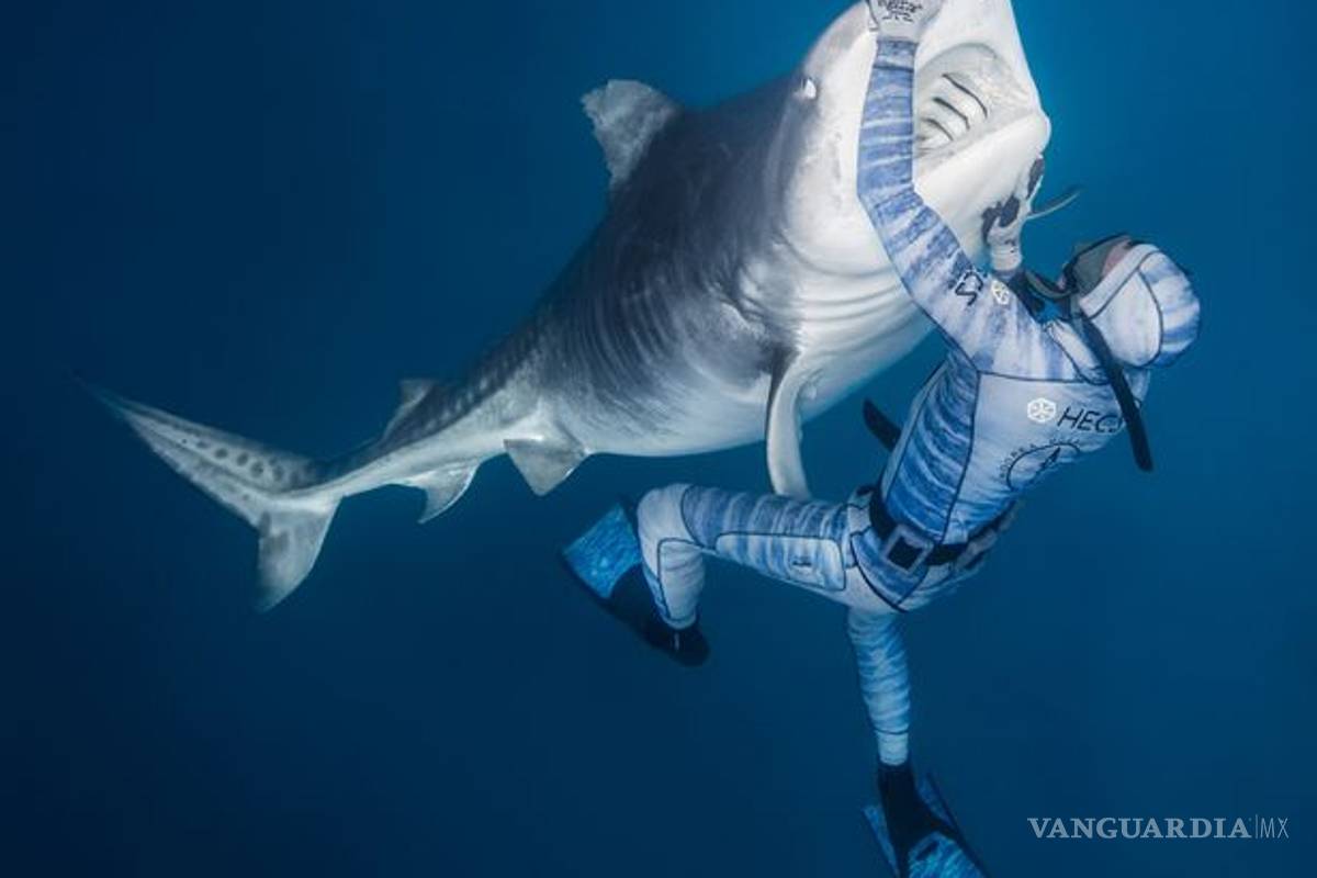 Hombre logra calmar a tiburón gigante con tan solo un toque de su mano (VIDEO)