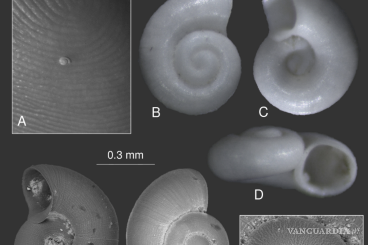 Caracol saltillense más pequeño del mundo, amenazado por turismo en Los Chorros