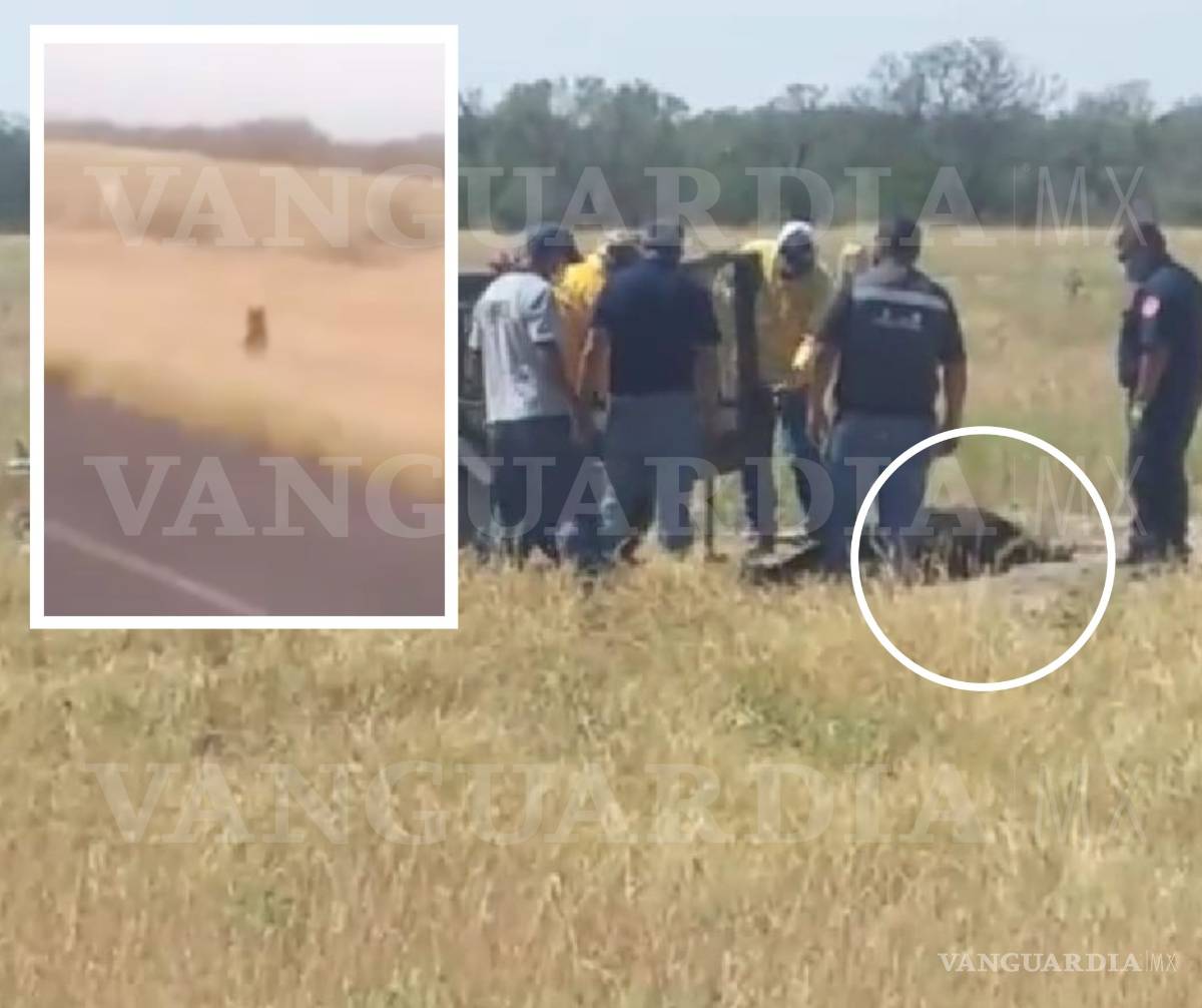$!Coahuila: Oseznos jugaban cerca de su mamá muerta, creyendo que estaba dormida