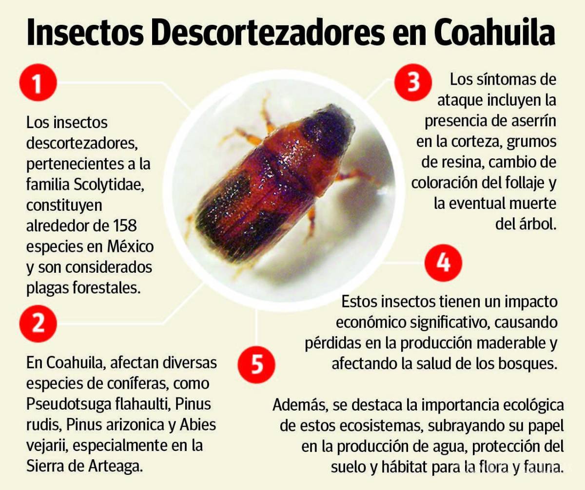 $!Los insectos descortezadores son también responsables de esta situación en la sierra.