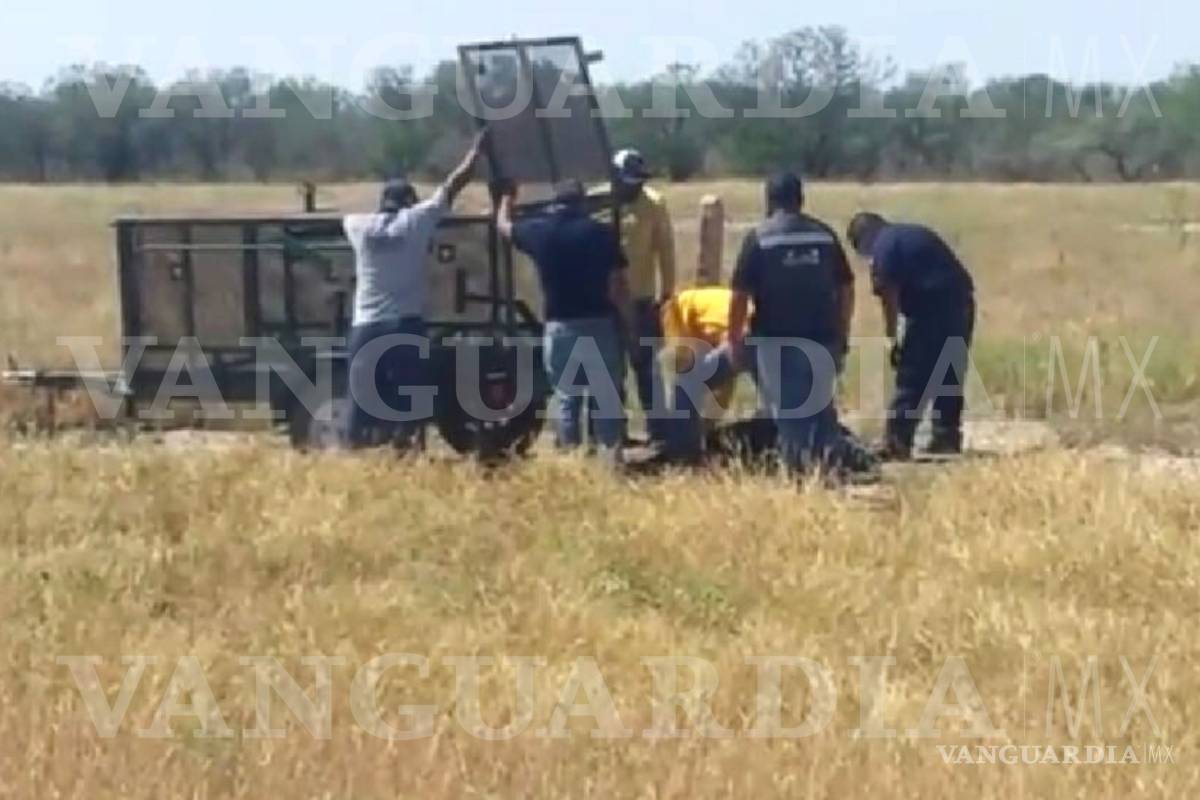 Coahuila: Oseznos jugaban cerca de su mamá muerta, creyendo que estaba dormida