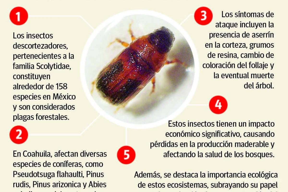 $!Los insectos descortezadores son también responsables de esta situación en la sierra.