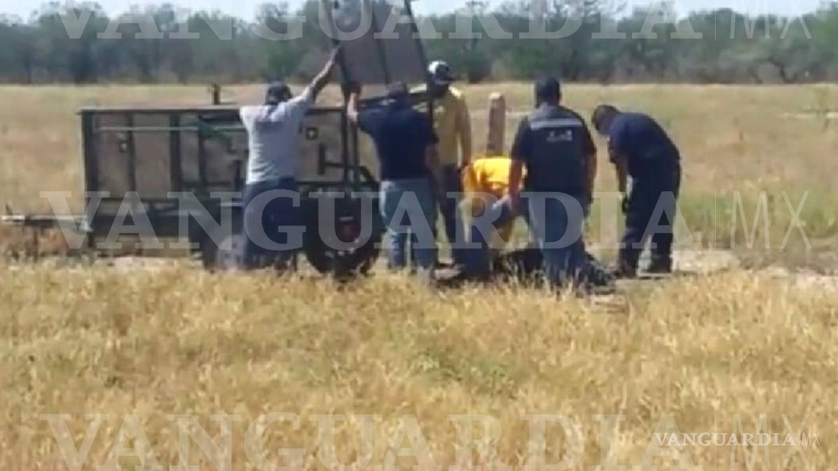 Coahuila: Oseznos jugaban cerca de su mamá muerta, creyendo que estaba dormida