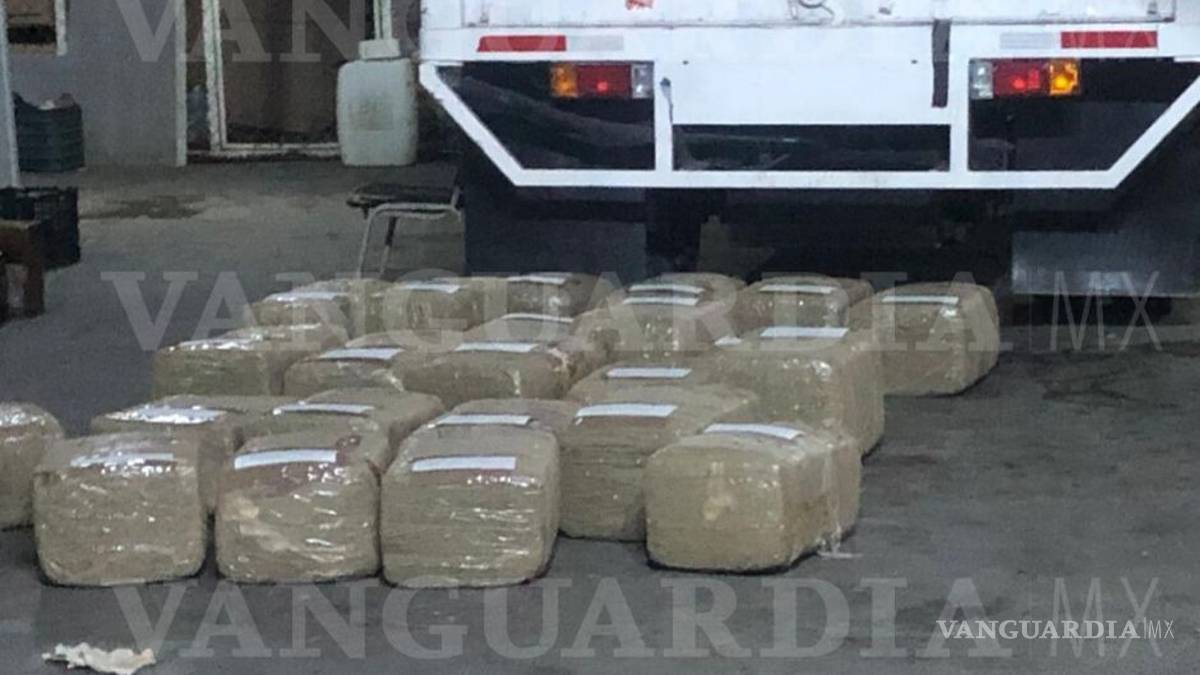 Perros en Coahuila logran decomiso mariguana oculta en platos desechables