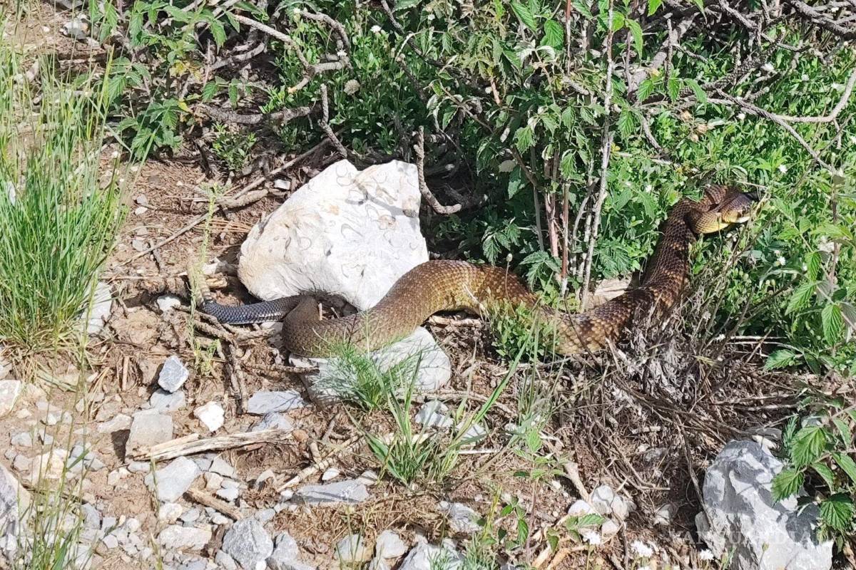 Rescatan en Arteaga a visitantes y habitantes mordidos por alacranes y víboras este fin de semana