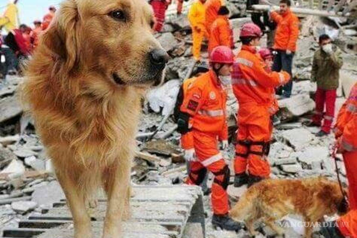 $!Perros rescatistas, héroes de cuatro patas del sismo (fotos/videos)