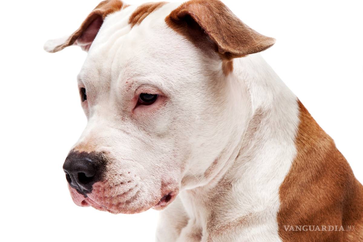 Esterilizarán mascotas a bajo costo en Saltillo