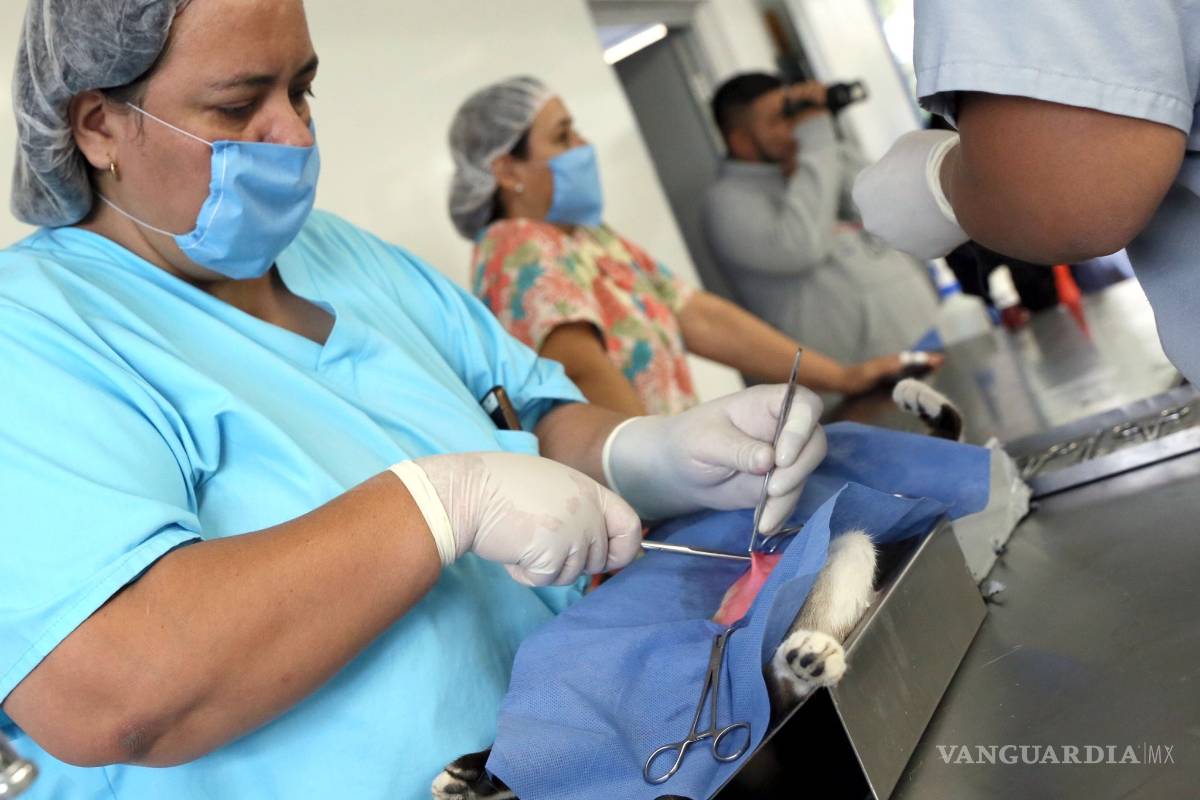 Llega jornada masiva de esterilización a Saltillo