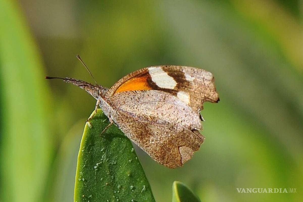 Detectan migración de mariposas texanas en Coahuila