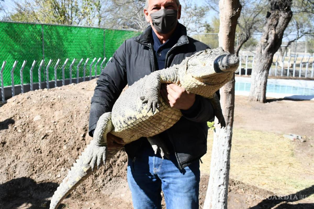 Llega cocodrilo al Parque Ecológico Monclova