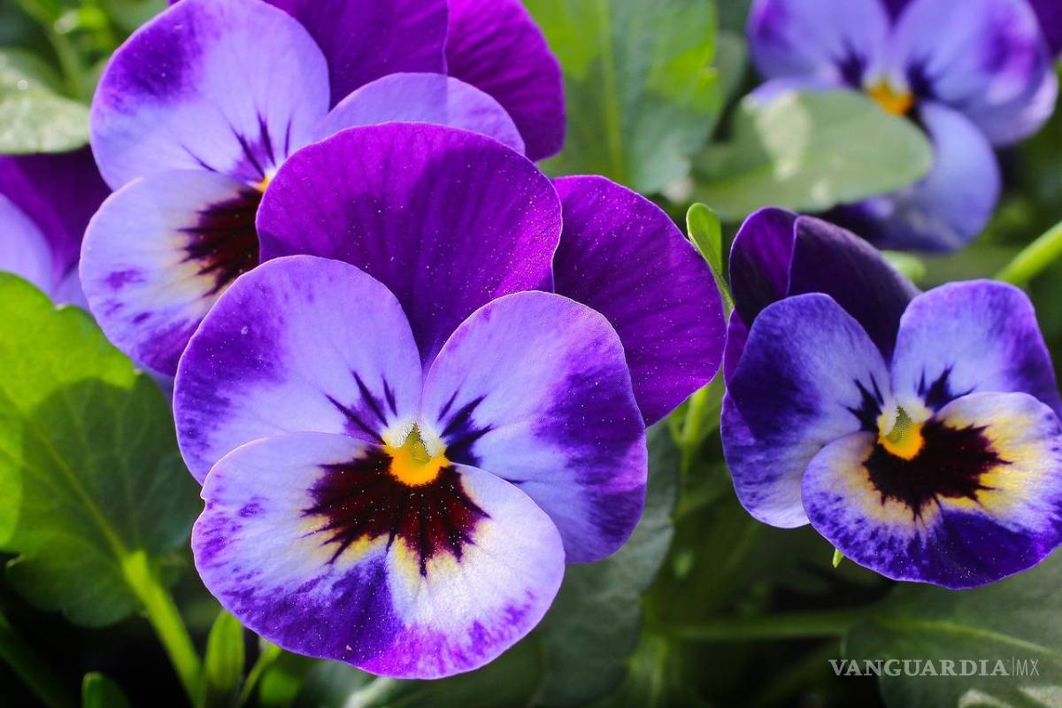 ¿No te dieron flores amarillas? El próximo 9 de noviembre te podrán regalar flores moradas