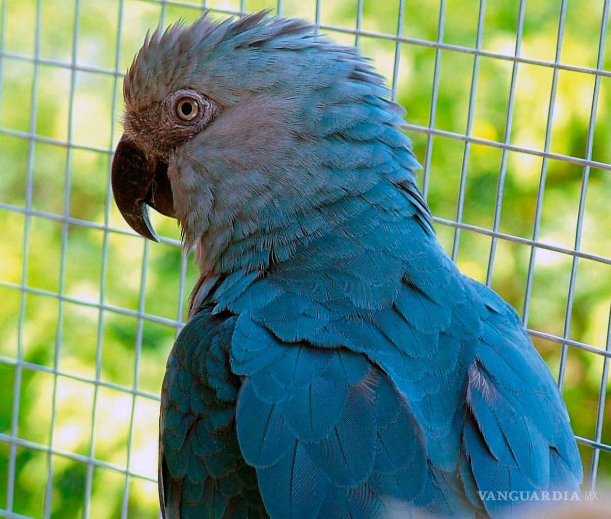 $!Prácticamente ya no existe el guacamayo de Spix, el que salió en la película Río