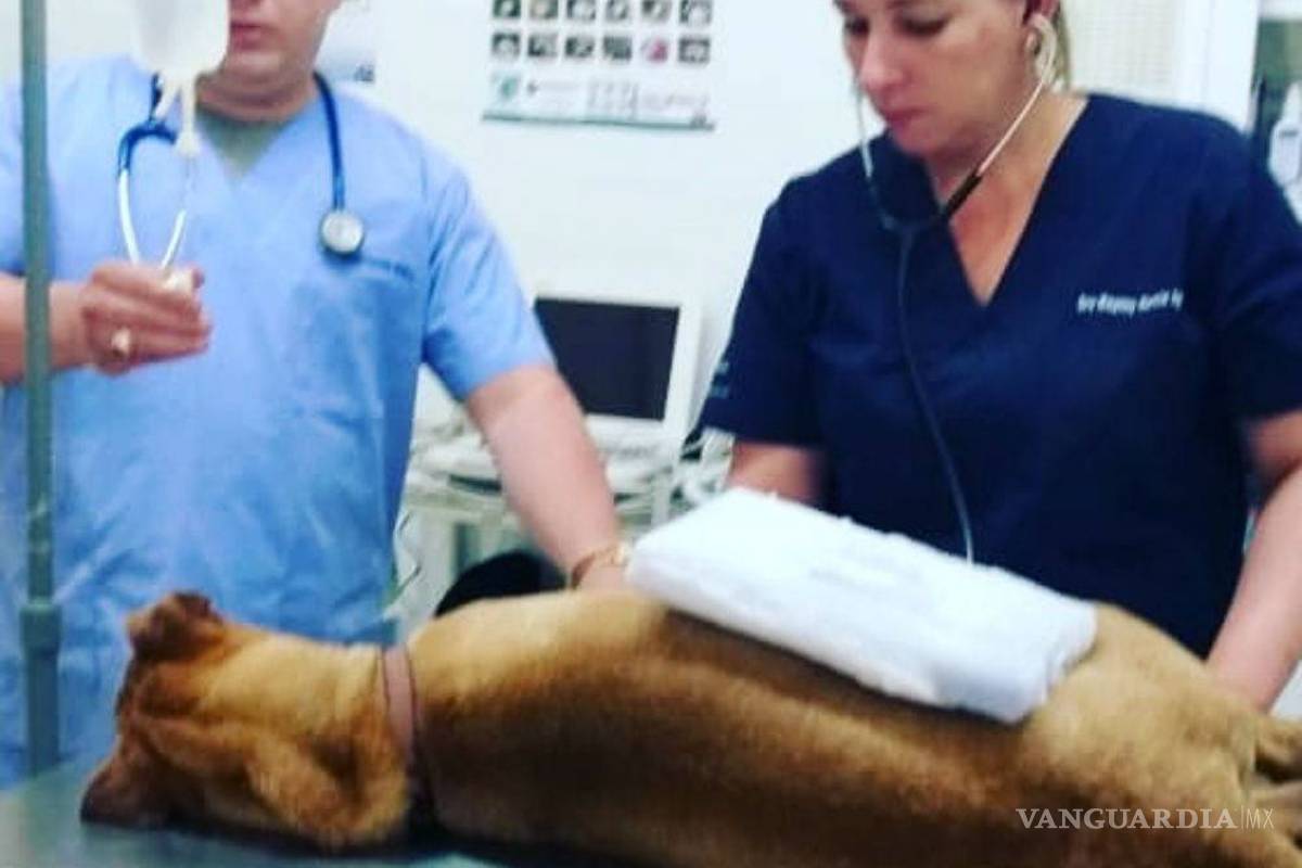 Donan alimento envenenado a refugios para perros, mueren más de veinte