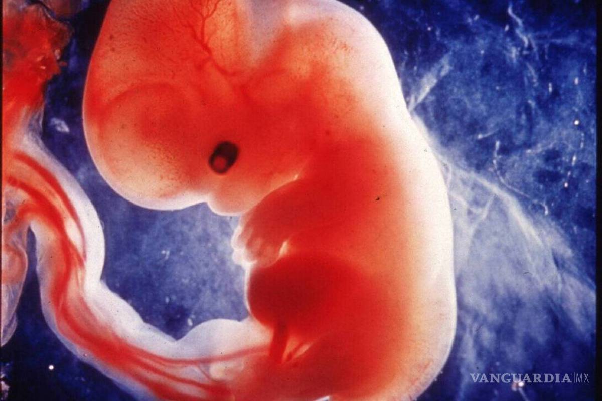 Anidan científicos embrión humano de una semana sin imput materno