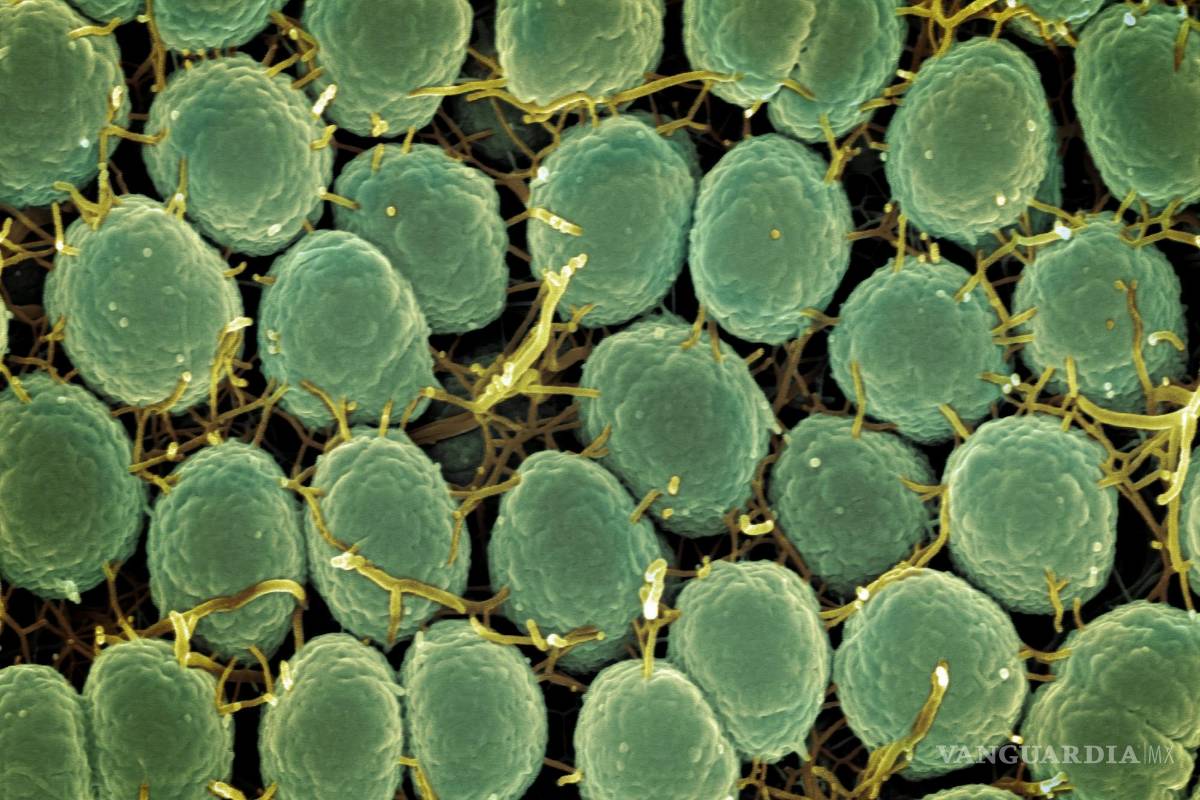 Infecciones de transmisión sexual: Descubren nueva cepa de hongo sumamente contagiosa
