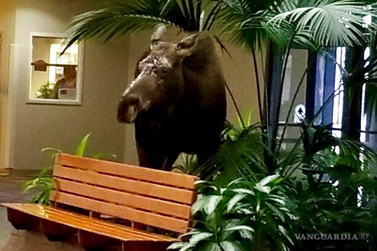 Graban con celular una visita sorpresa de alce a un hospital