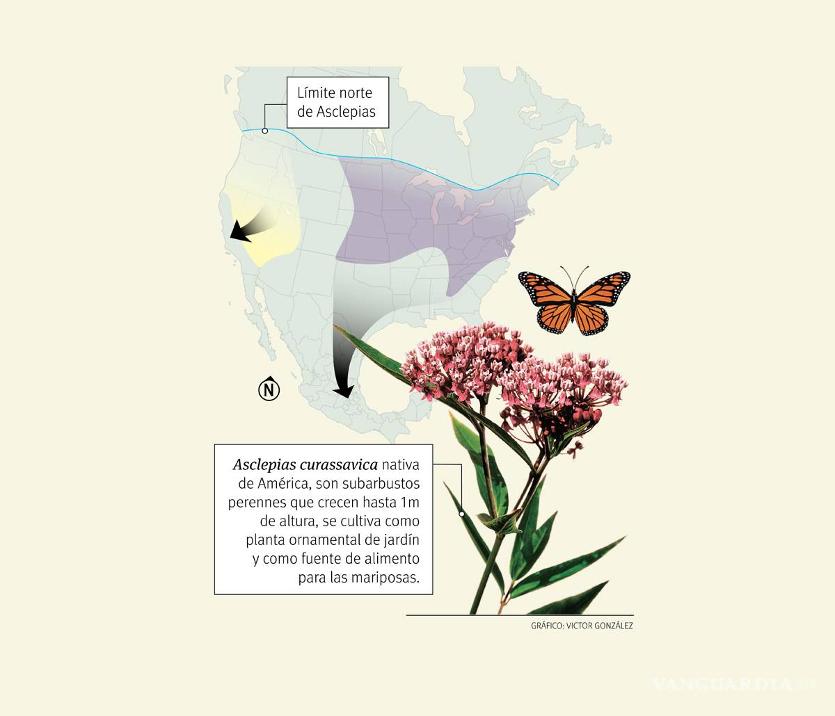 $!La cigüeña de mariposas