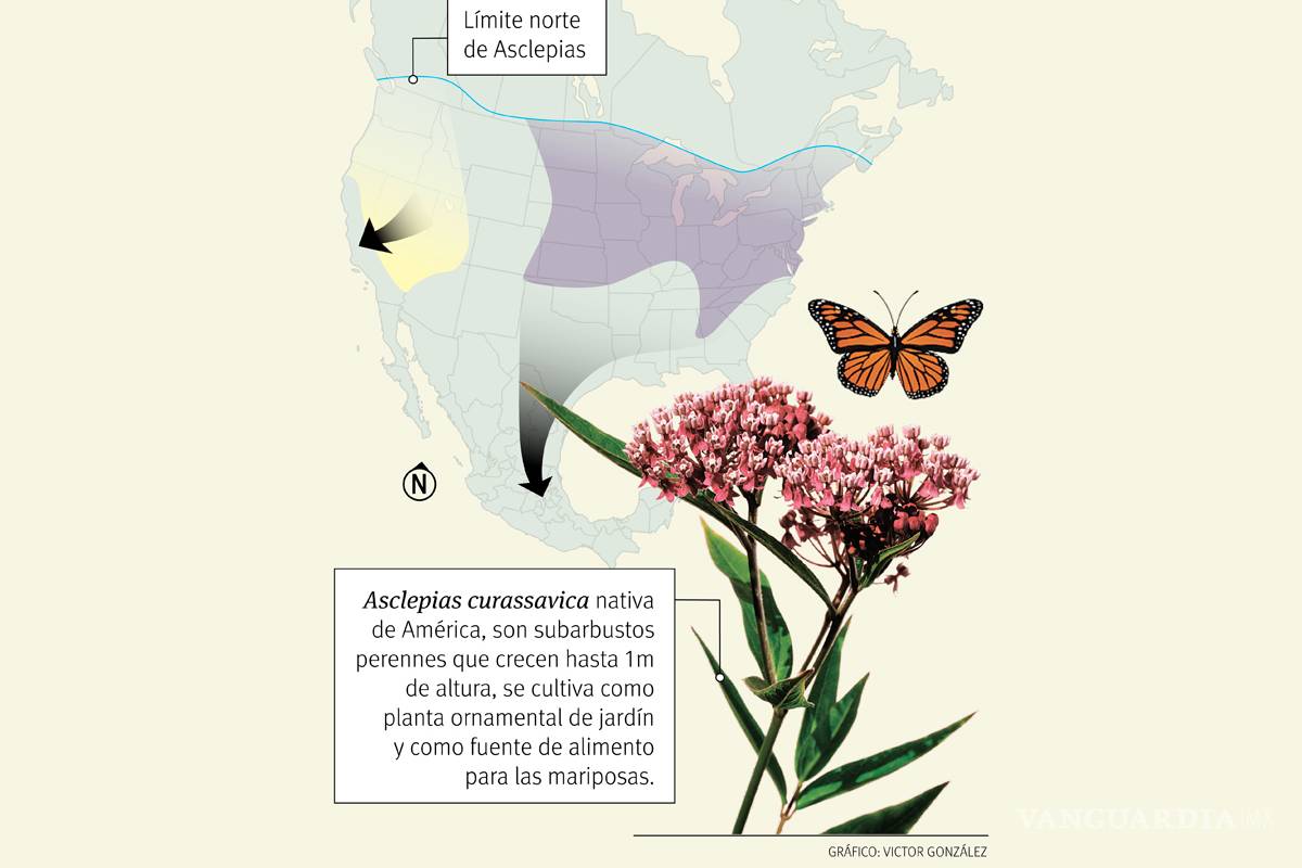 $!La cigüeña de mariposas