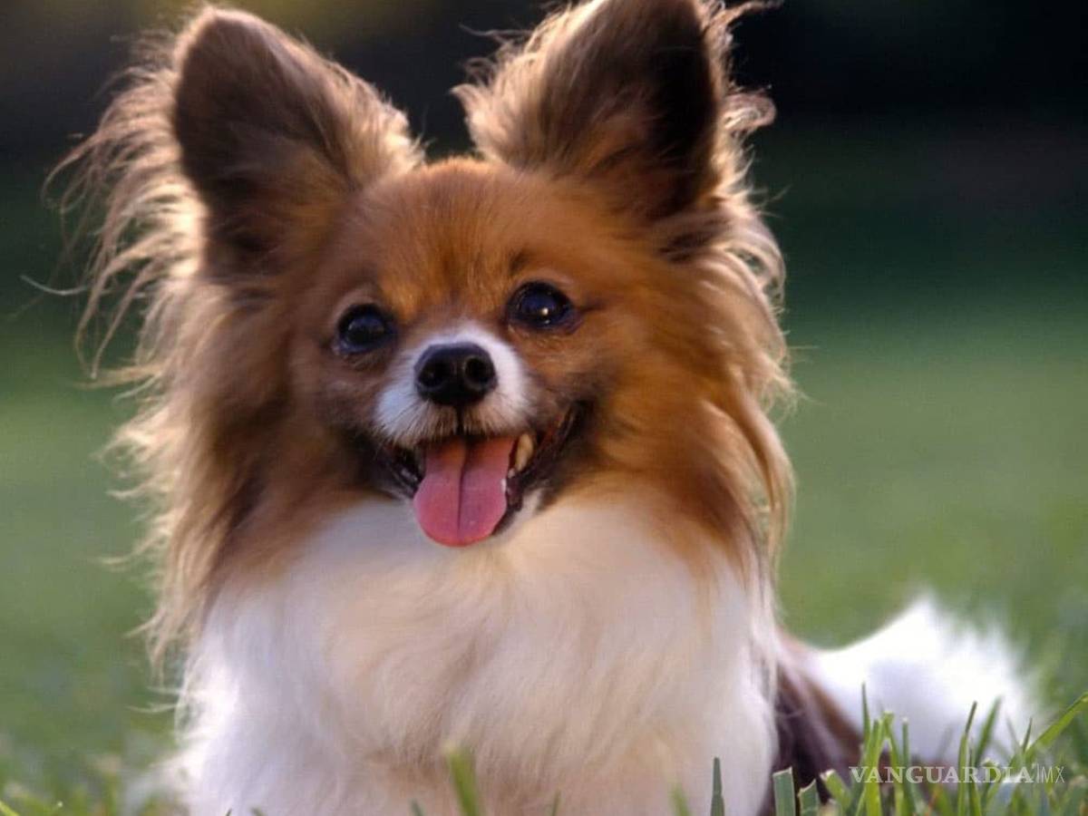 $!¿Cuáles son las 10 razas de perros más inteligentes?