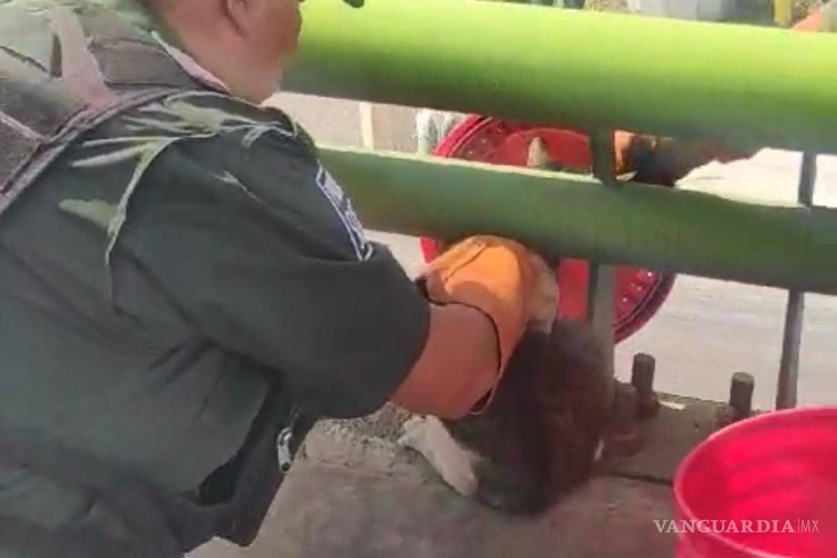 $!Este rescate resalta la efectividad del trabajo realizado por el departamento de la Policía Ambiental.