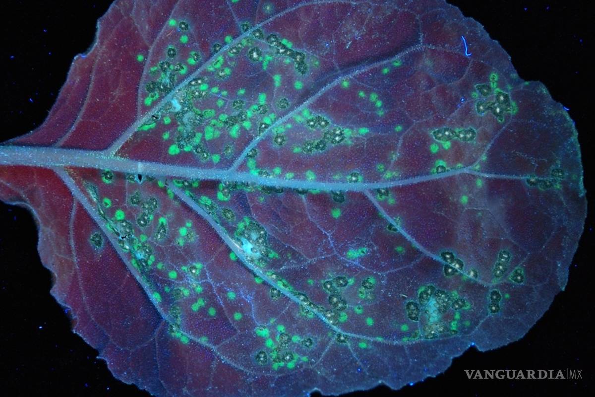 Científicos mexicanos buscan combatir trastornos mentales con moléculas de plantas